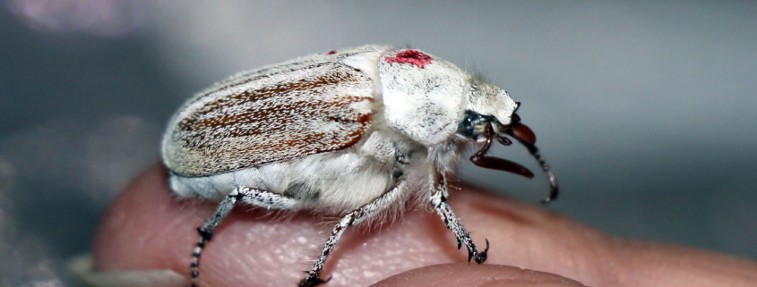 Casey’s June Beetle