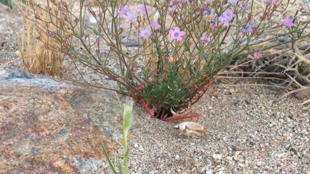 caseysjunebeetle.com